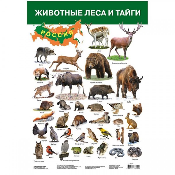 Постер с животными