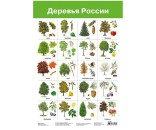 Плакат Деревья России 2883