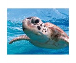 Стерео-пазл Prime 3D Морская черепаха 500 детал., 6+ 20055